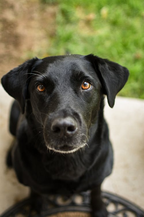 Free Black Labrador Retriever on Focus Photo Stock Photo