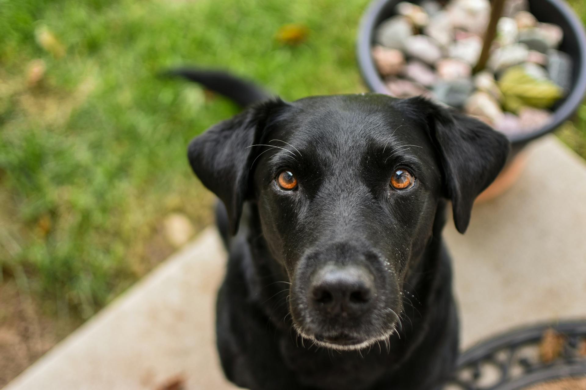 Black Labrador Retriever Sitting on Concrete Floor