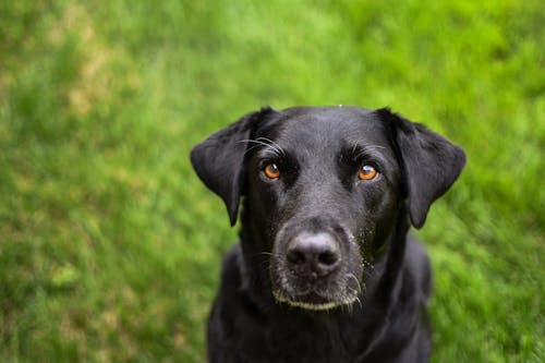 Black Labrador Retriever on Green Grass