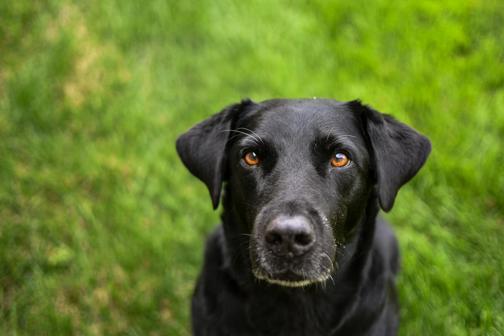 Zwarte labrador retriever op groen gras