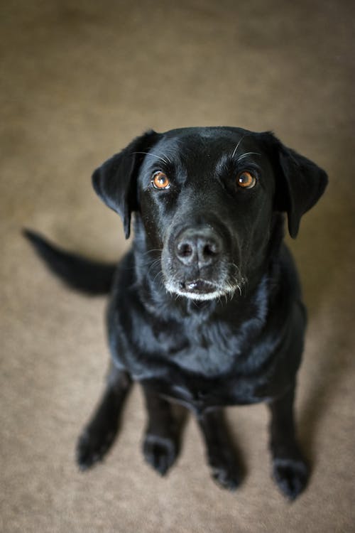 Free Close-Up Photograph of an Adorable Black Labrador Stock Photo