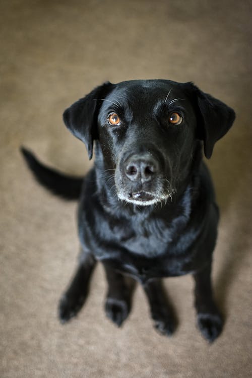 Δωρεάν στοκ φωτογραφιών με labrador, αξιολάτρευτος, γλυκούλι