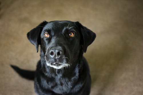 Free Selective Focus Photo of a Black Labrador's Head Stock Photo