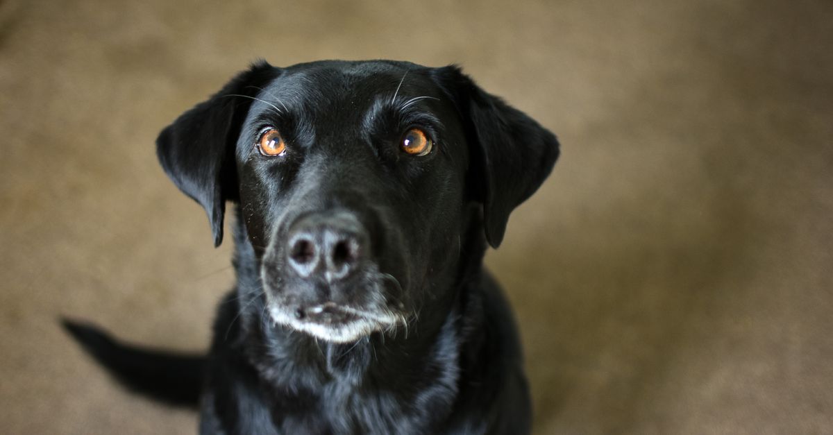 Selective Focus Photo of a Black Labrador's Head ยท Free Stock Photo