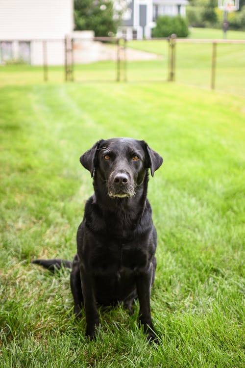 Free Photo of a Black Labrador Dog Sitting on Green Grass Stock Photo