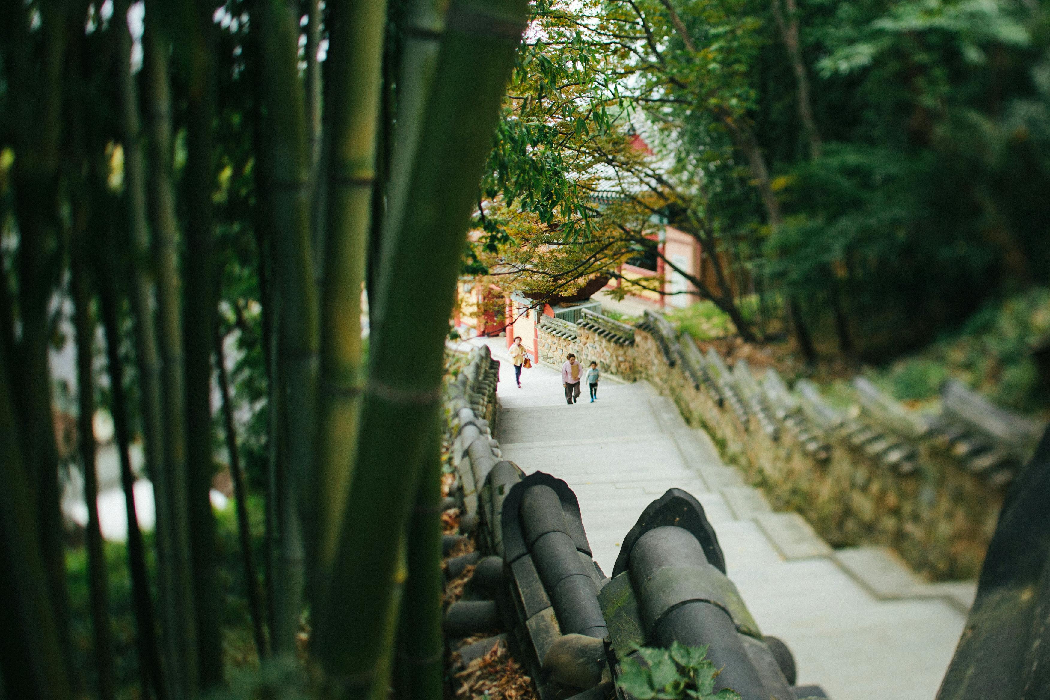 Concrete steps leading through a bamboo forest in South Korea with people walking, view from above.
