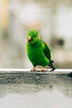 A vibrant Brotogeris Tirica parakeet perched with a soft, blurred urban backdrop.