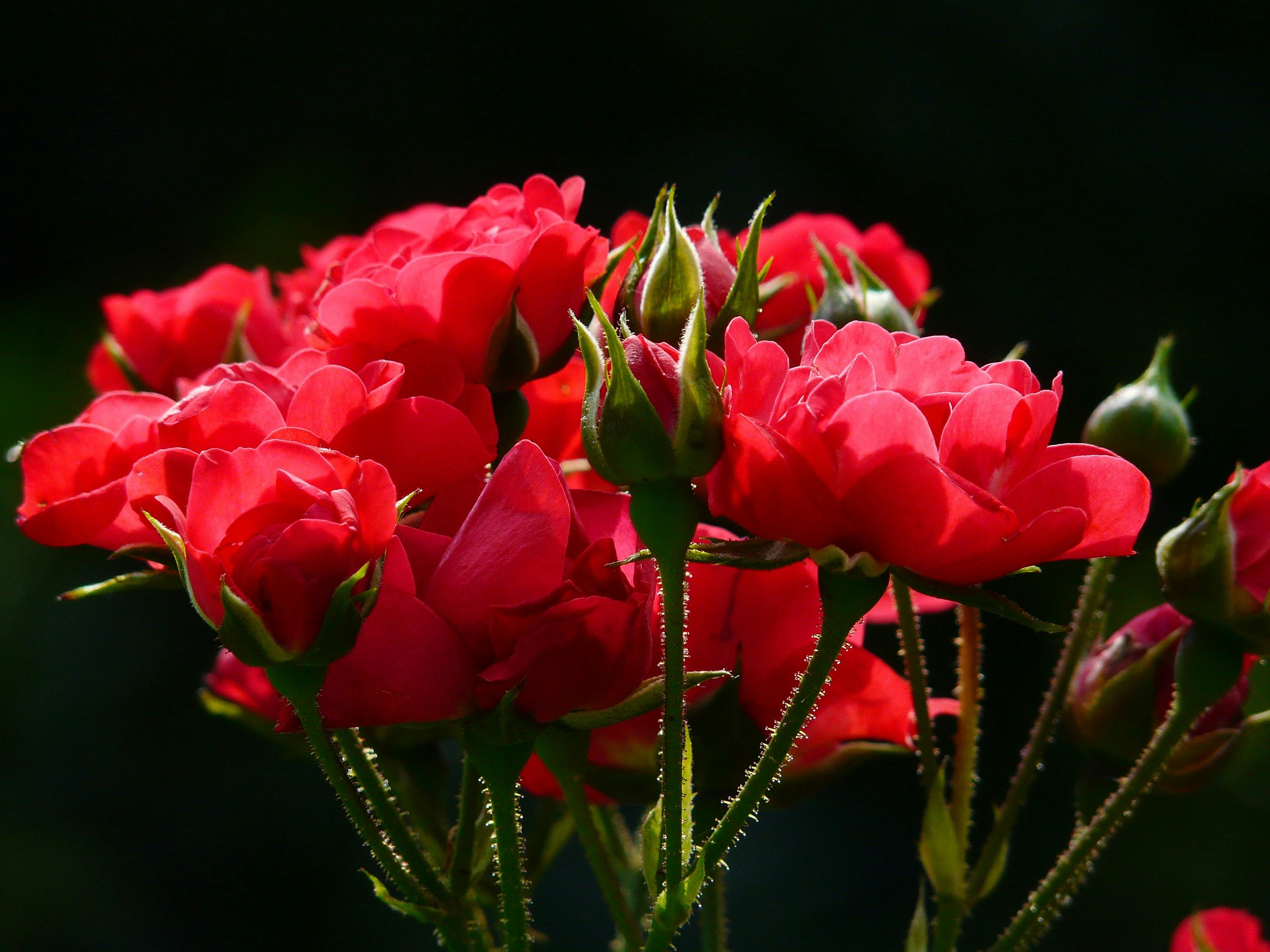 Bouqet Flowers: 26 Elegant Red Rose Bouquet Images