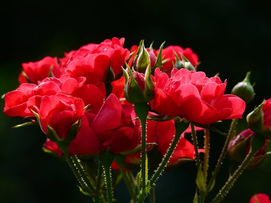Red Roses Close Up Photography