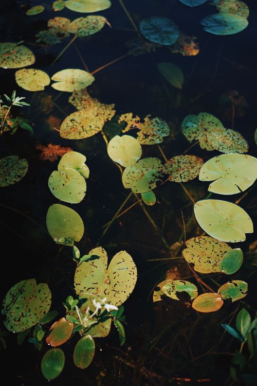 Free Tranquil close-up of sunlit water lilies floating on a serene pond, capturing nature's calm. Stock Photo