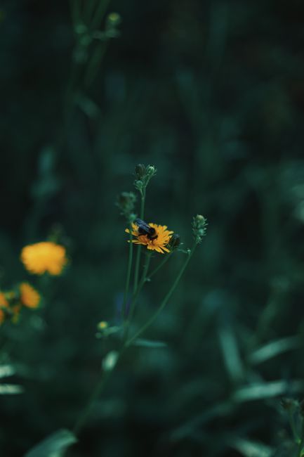 A bee collecting nectar from a yellow flower in a lush green garden setting.