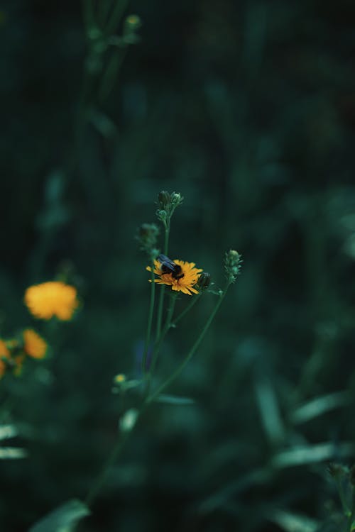 Бесплатное стоковое фото с бабочка, лето, лист
