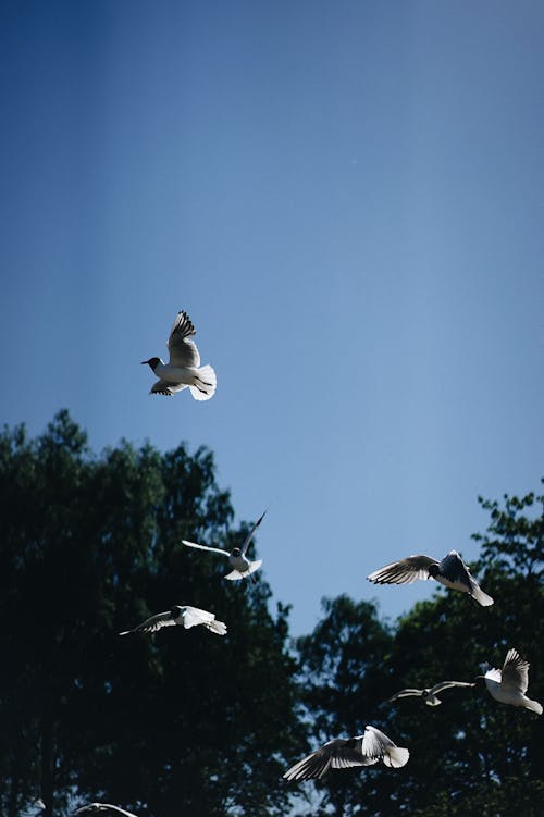 White and Black Birds Flying