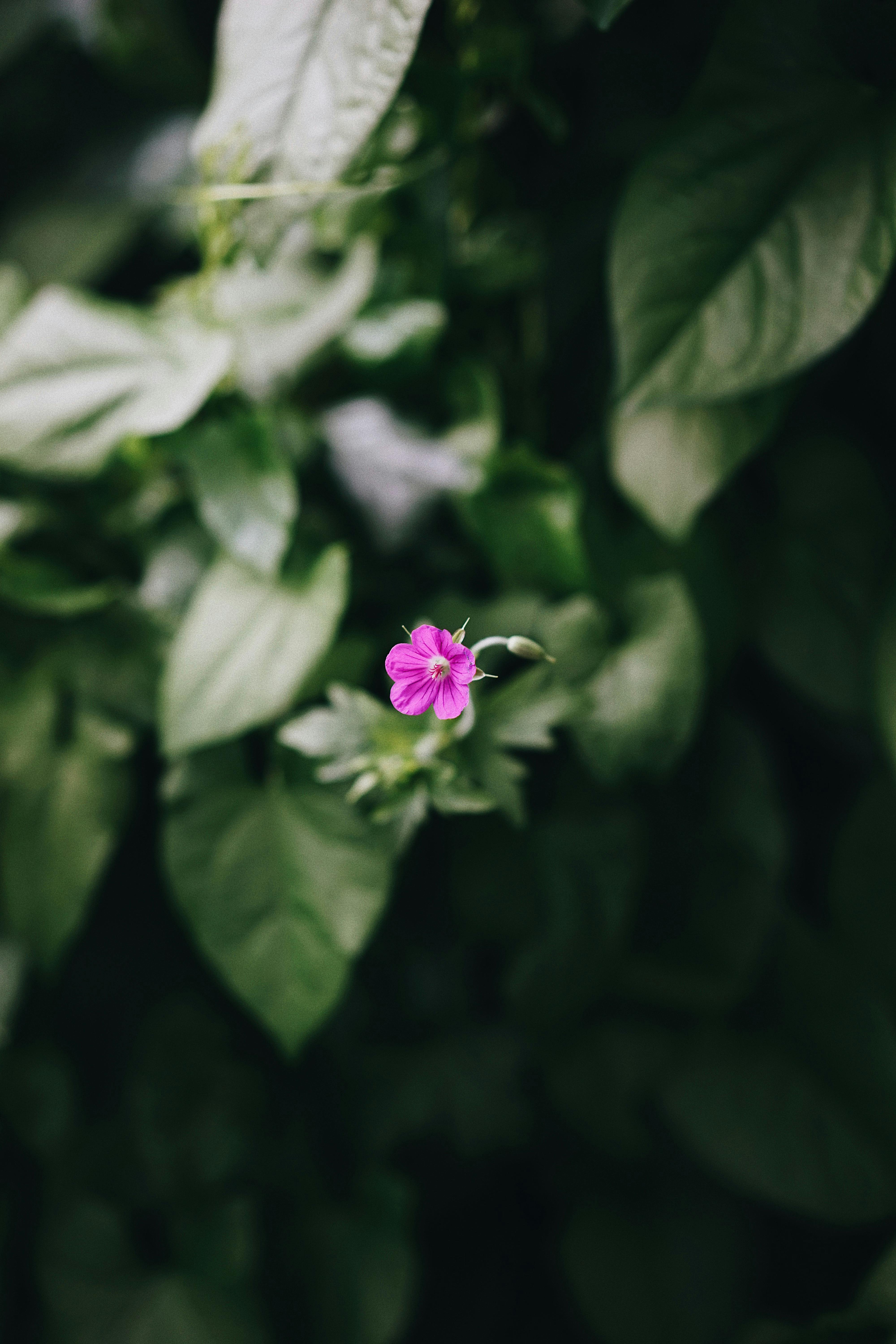 A vibrant pink flower blooms against a lush green background, capturing nature's delicate beauty.