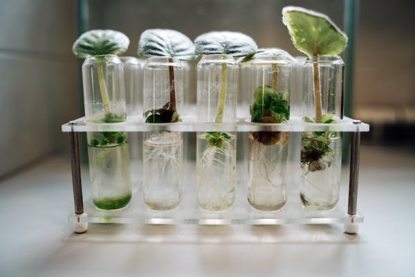 Curso biotecnologia vegetal