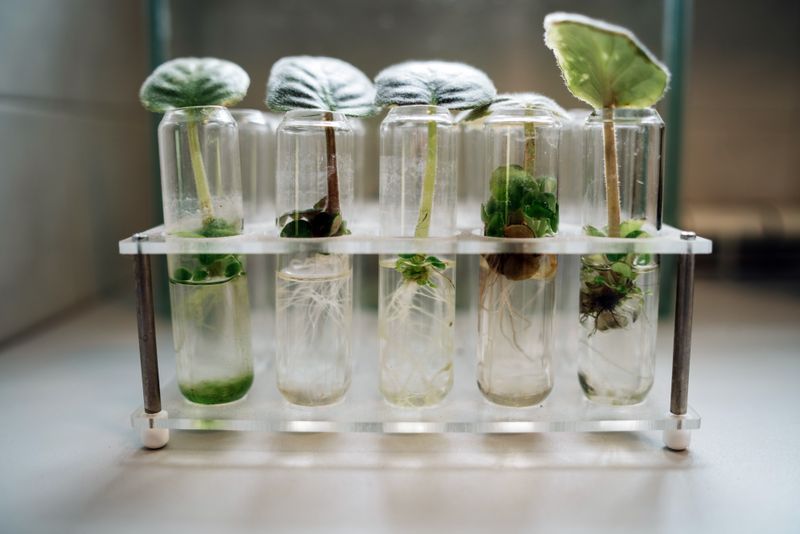 Tissue culture potato plantlets in lab at Handa Bio Agri Tech