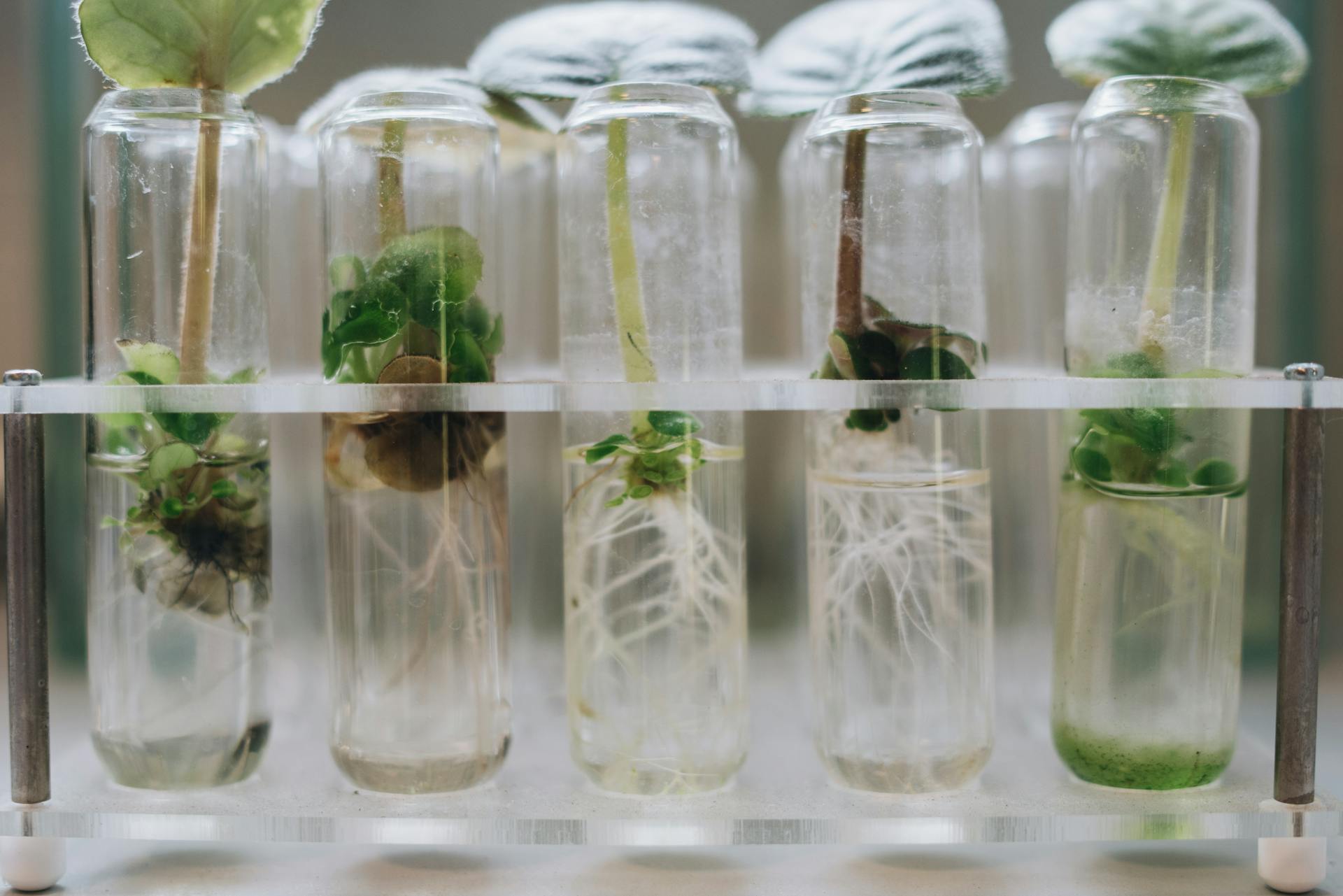 Micropropagation Method of Hybrid Willows