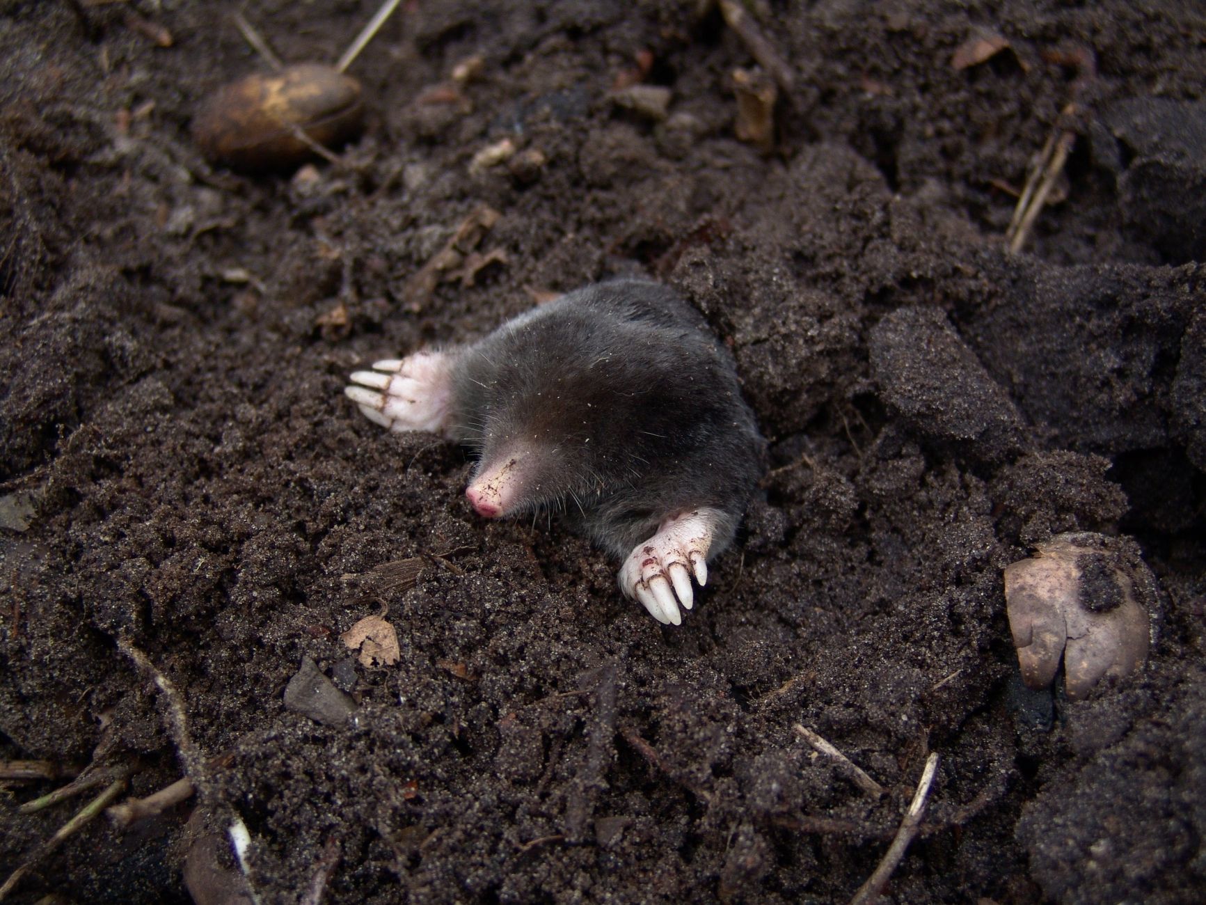 vole damage vs mole hill comparison