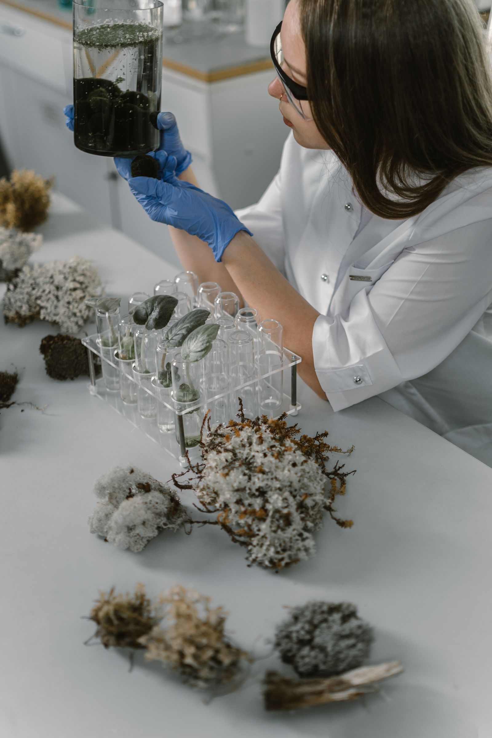 Botanical samples being examined in a laboratory quality-control setting
