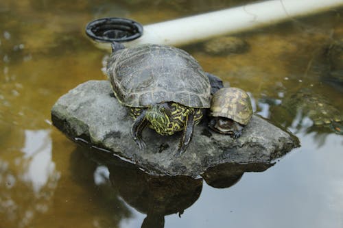 Photos gratuites de caillou, faune, photographie animalière