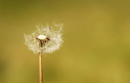 White Dandelion