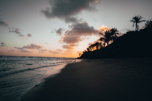 Silhouette of Palm Trees on the Beach during Sunset