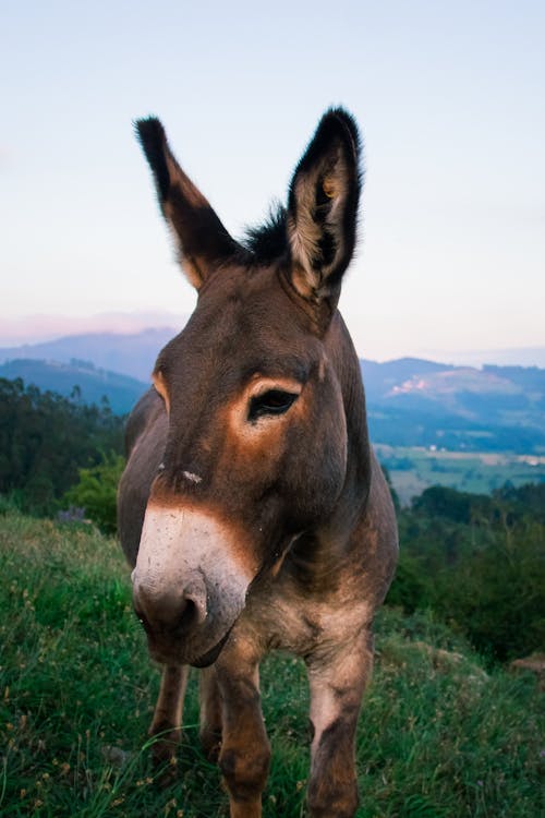 Foto profissional grátis de animal da fazenda, animal doméstico, criação de gado