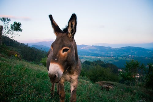 Foto profissional grátis de animais selvagens, animal, asno