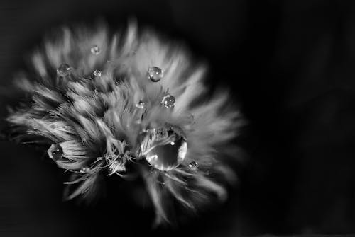 คลังภาพถ่ายฟรี ของ การถ่ายภาพมาโคร, ขาวดำ, ดอกไม้