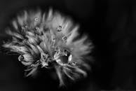 微距镜头以单色模式在精致的花瓣上捕捉露珠，令人惊叹