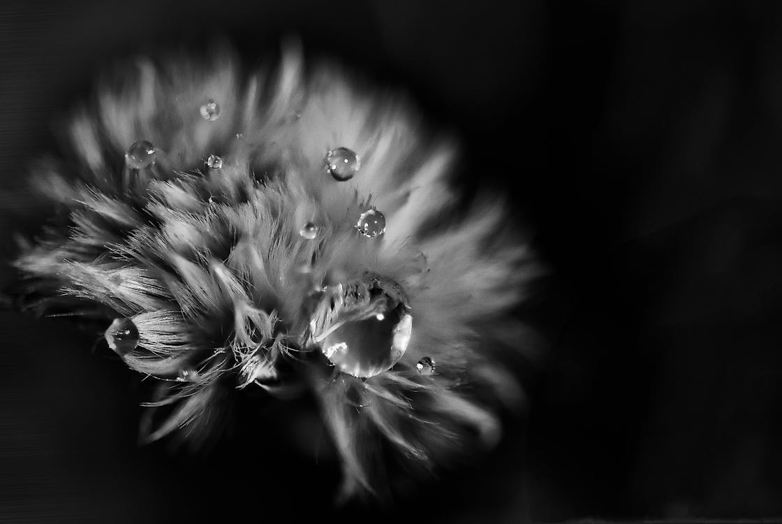 Greyscale Photo of Petaled Flower With Dew Drops