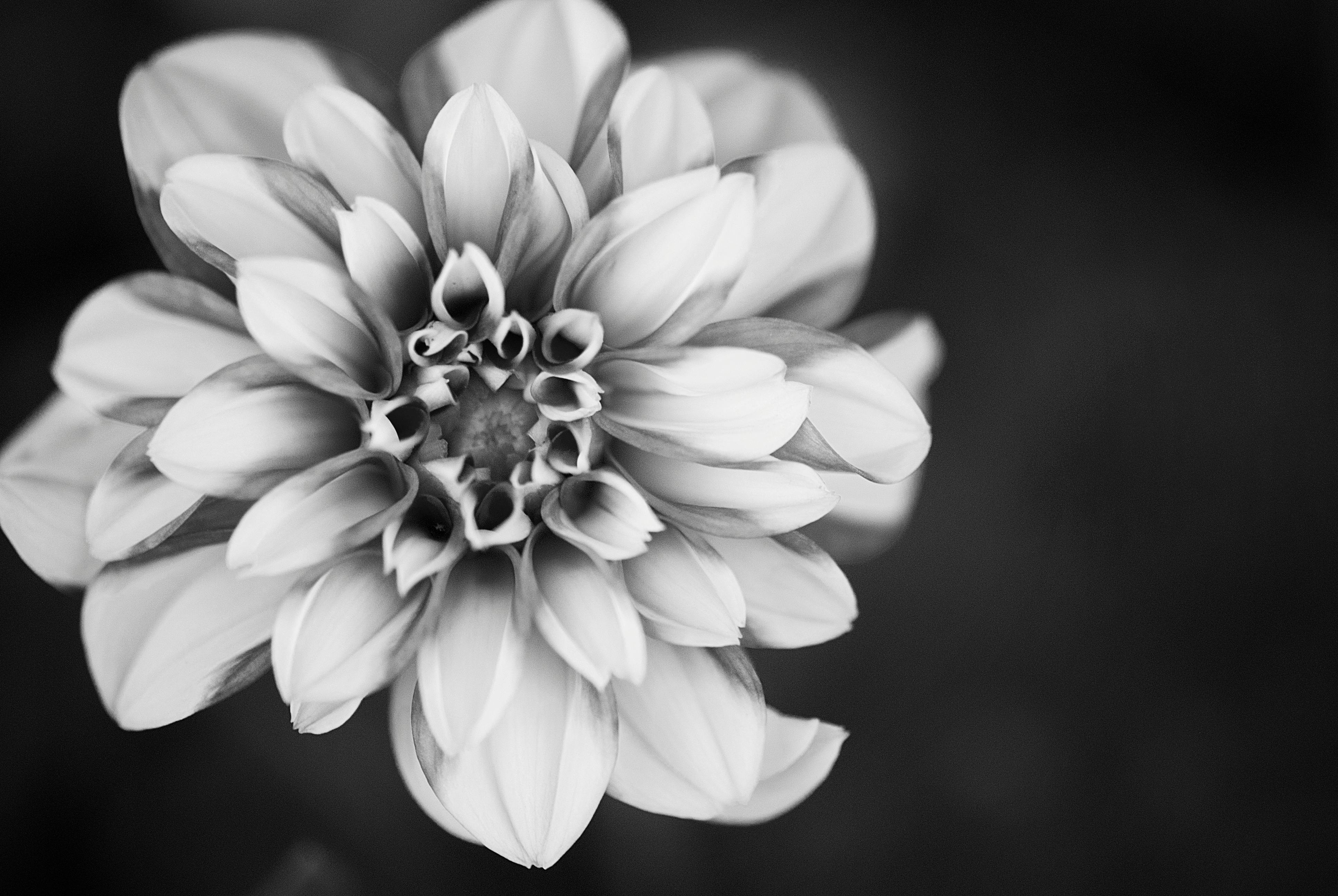 Free stock photo of beautiful flowers, black and white, flower
