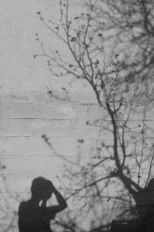 Free Artistic black and white photo of a person's shadow next to a bare tree. Stock Photo