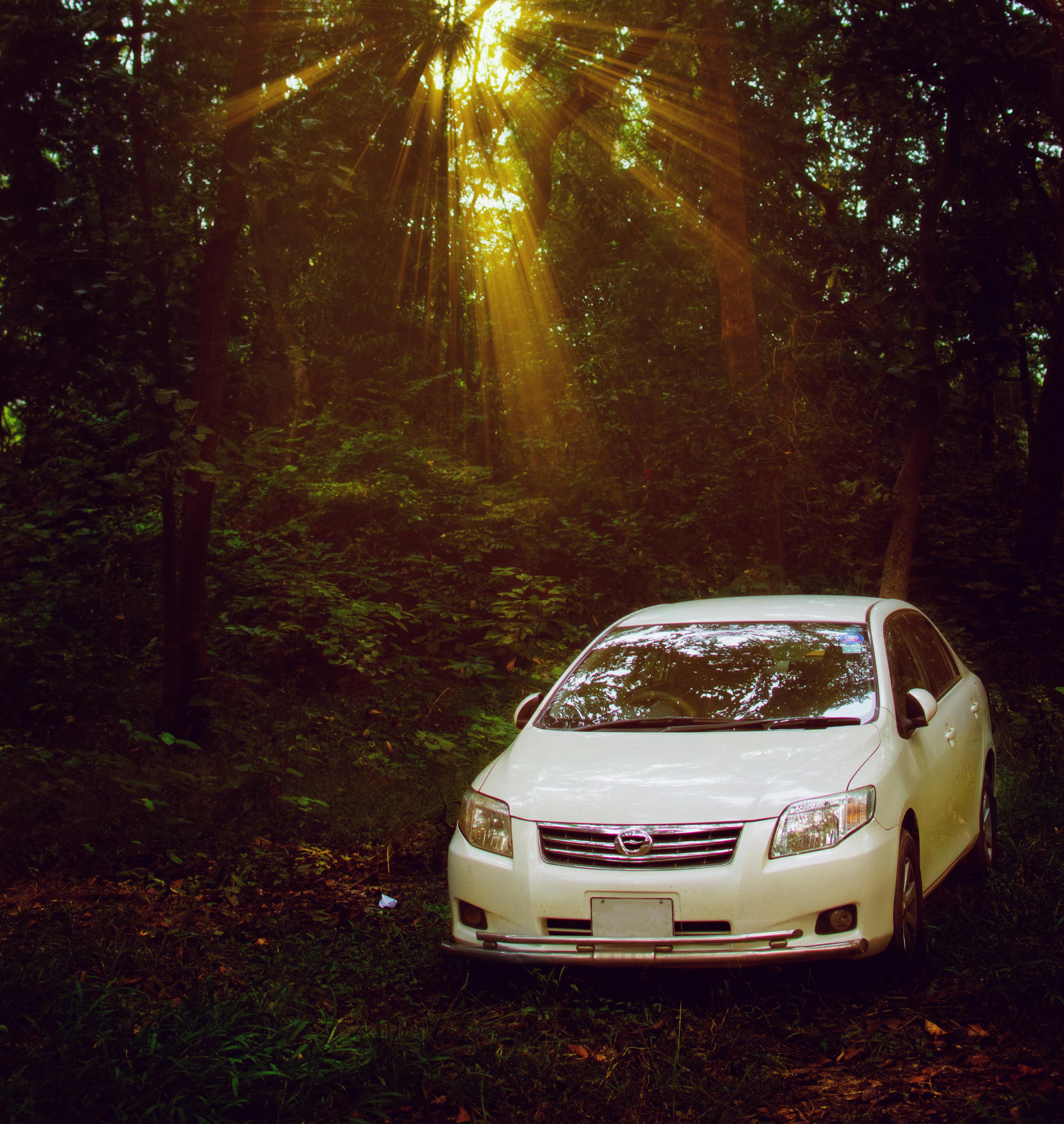 Free stock photo of car, car in jungle, evening sun