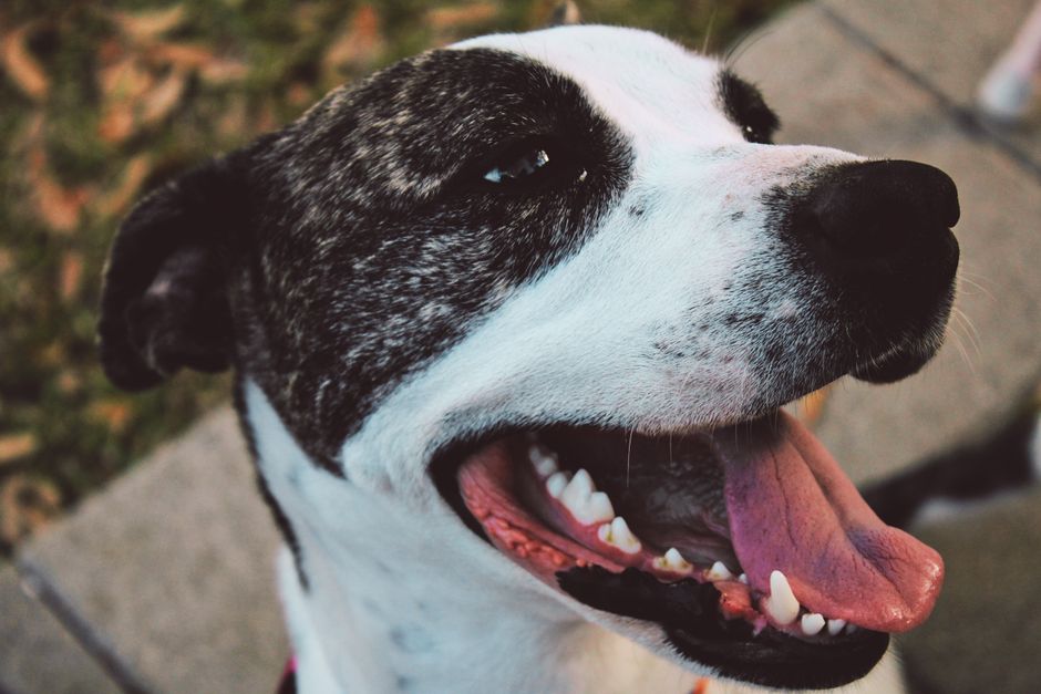 Why Does My Dog Pant at Night? Causes & Solutions