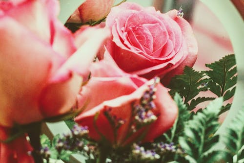 Free Pink Roses With Green Leaves Stock Photo