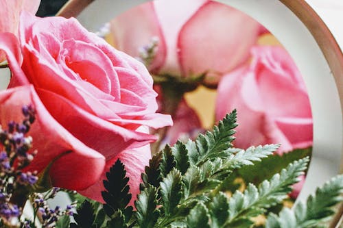 Kostenlos Rosa Rose In Der Blüte Nahaufnahmefoto Stock-Foto