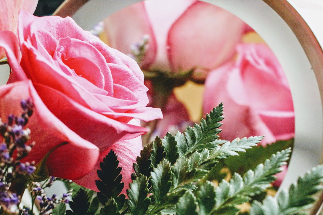 Pink Rose in Bloom Close-up Photo