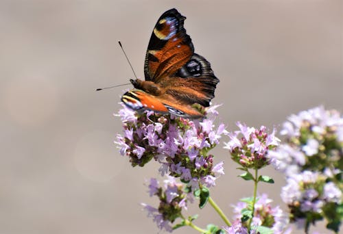 Free Close Up Brown Butterfly on Flowers Stock Photo