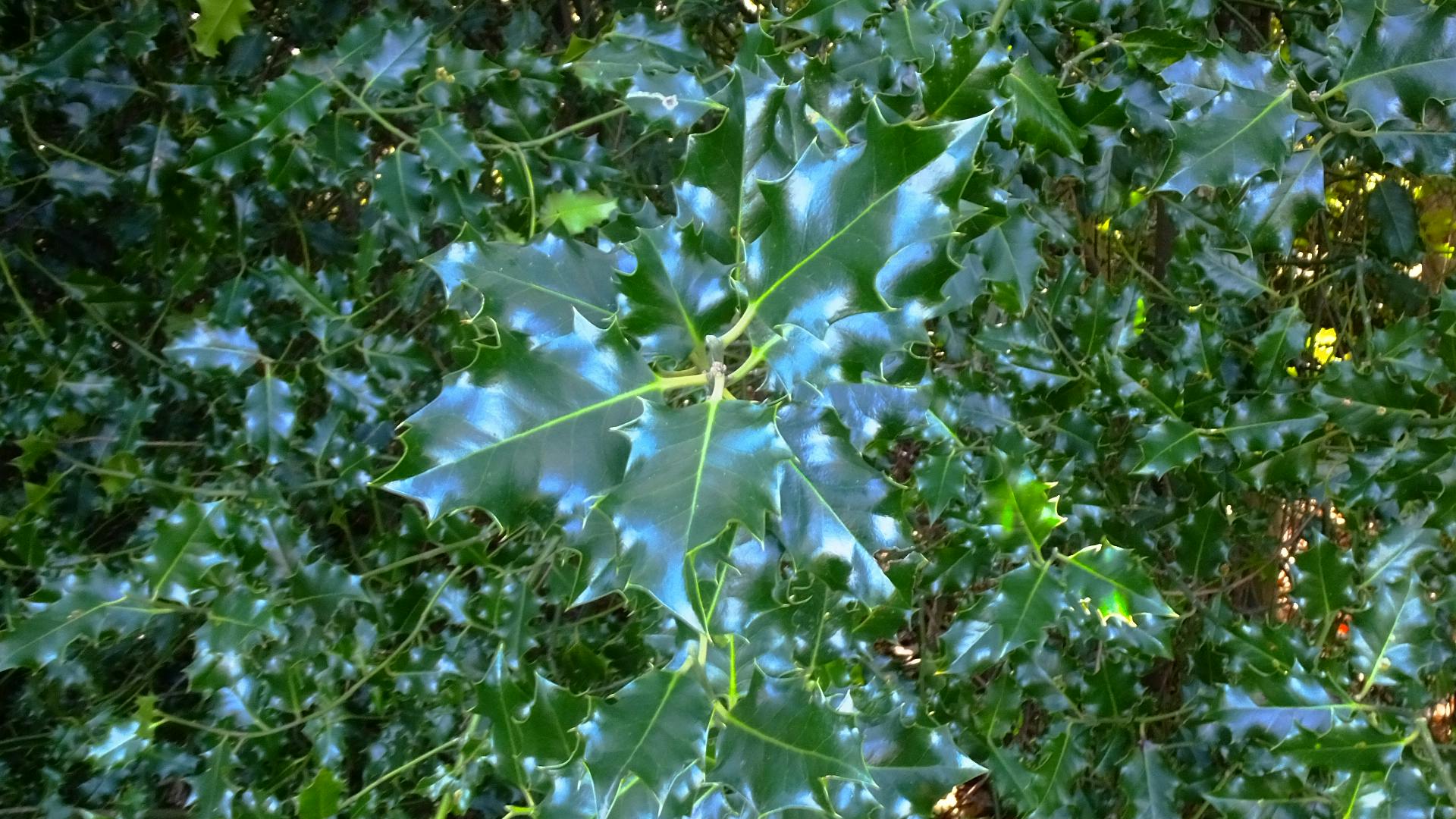 Free stock photo of green leaves, holly, leaves