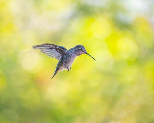Brown and Gray Hummingbird Flying