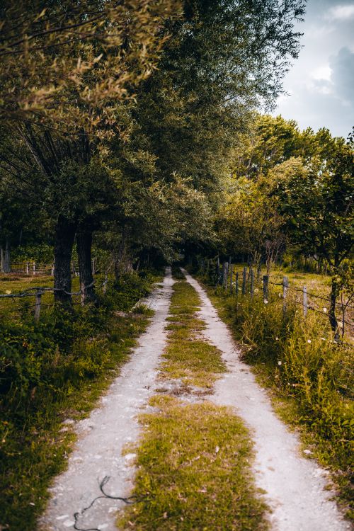 Free Tranquil dirt road winding through a lush green forest with a scenic natural landscape. Stock Photo