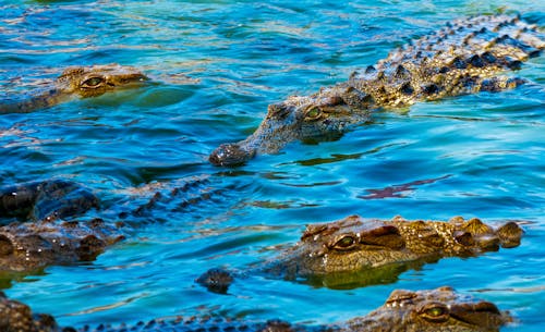 Crocodiles in the Water