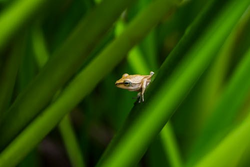 Free Green Frog Sitting on Green Leaf Stock Photo