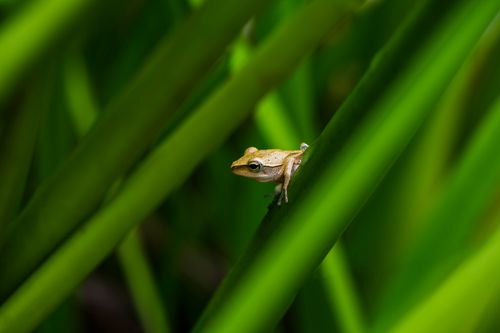 Free A detailed close-up of a small frog resting among lush green leaves, captured in Taiwan. Stock Photo
