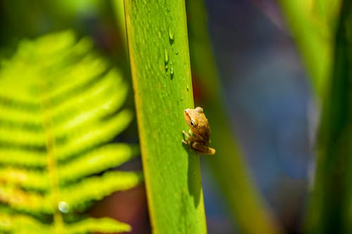 Free Close Up Photo of Frog on Green Leaf Stock Photo