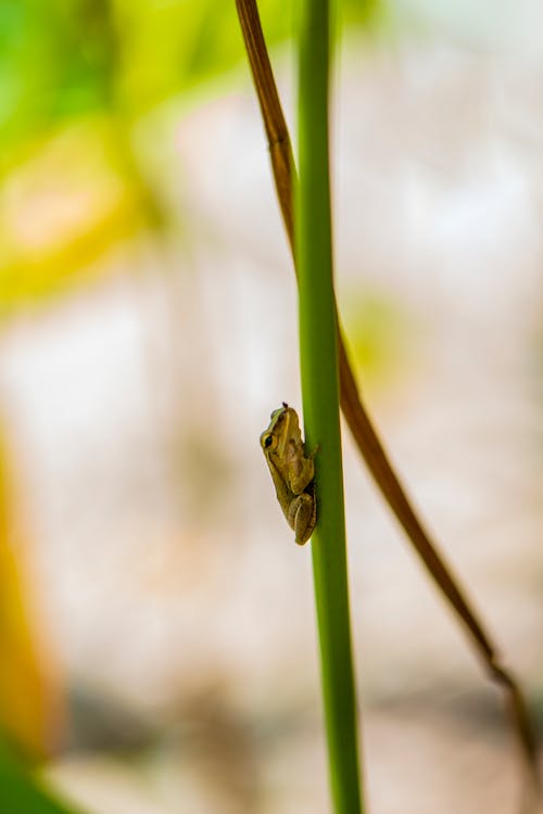 Free Close Up Shot of a Frog Stock Photo