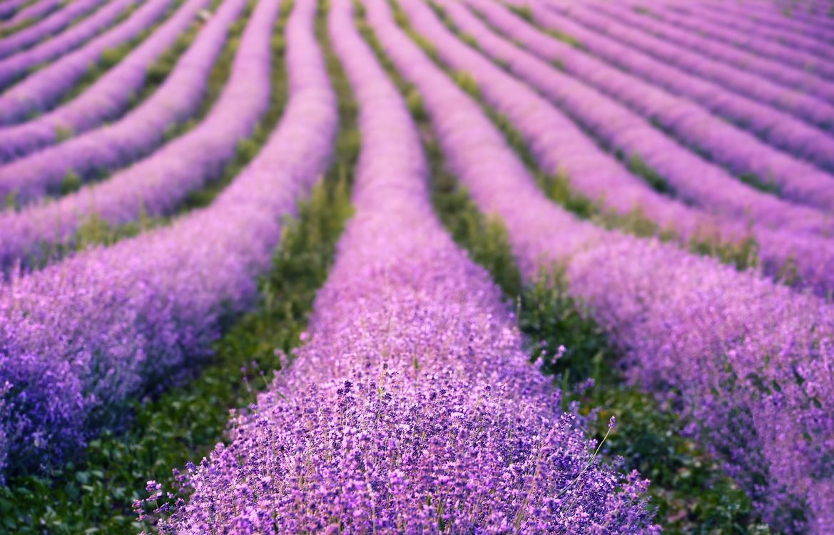 ぼやけた背景 ラベンダー畑 咲くラベンダー 屋外 美しい花 花の無料の写真素材 ぼやけた背景 ラベンダー畑 咲くラベンダー 屋外 美しい花 花の無料の写真素材