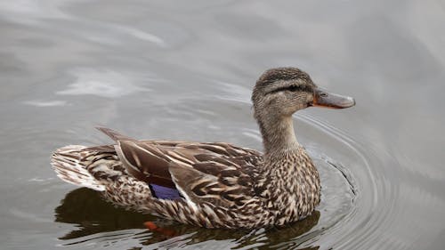 Brown Duck on the Water 
