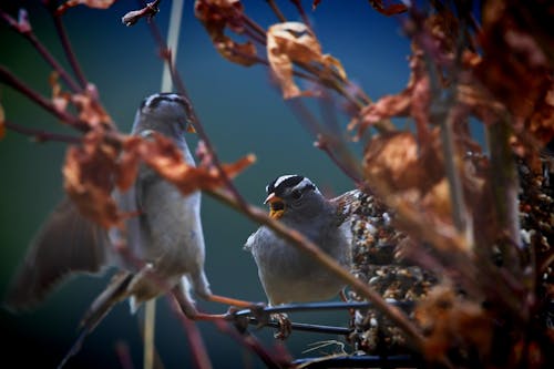 Бесплатное стоковое фото с бой, птицы
